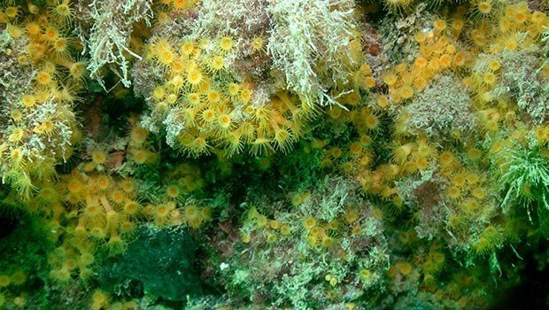 KARAYIPLER DEGIL IZMIR KORFEZI