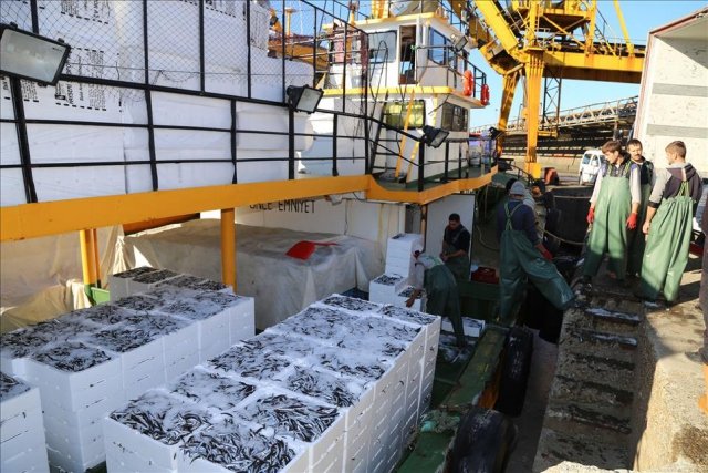 SULAR SOGUDU HAMSI GERI DONDU