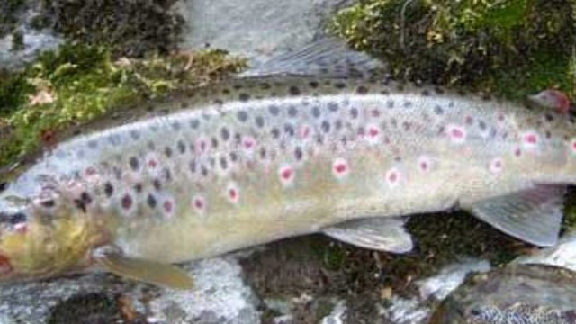 KIRMIZI BENEKLIYE DEMIR KAPILI ONLEM