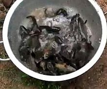 Dışarı Çıkan Köylüler 50 Kilo Balık Topladı