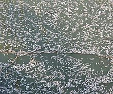 Milyonlarca Ölü Balık Kıyıya Vurdu