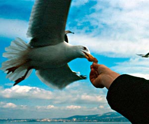 Gürültü ve Çevre Sorunu Yaratıyorlar