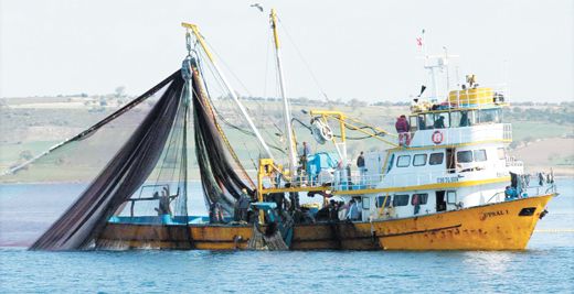 10 Balık Neslini Bitirdiler