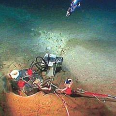 Kandilli'nin denizdibi rasathanesini balıkçılar avladı