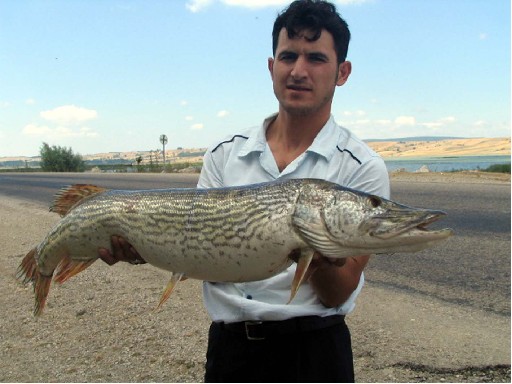 10 Kiloluk Turna Balığı Yakalandı