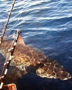 Avustralya Kıyılarından Akdeniz'e Gelmişler
