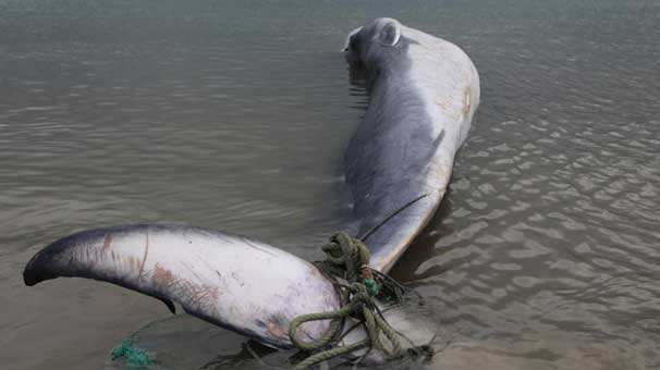 13 Metrelik Balina Ağlara Takıldı