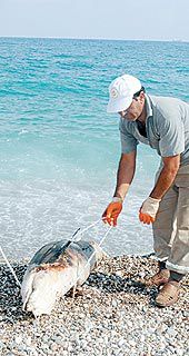 Gemi Atıkları Yunusu Öldürdü