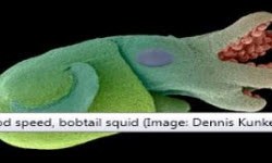 Bu sefer uzaya ne fırlatıyoruz?