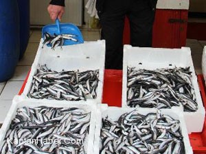 "Hamsi Avı Geç Başlamalı"Dediler