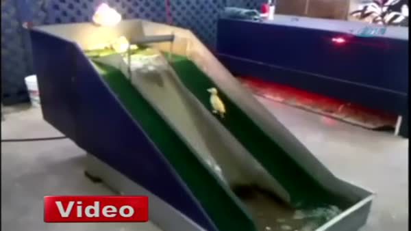 Bu Kez İnsanlar Değil Ördekler