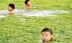 5 Bin Balık Temizleyecek