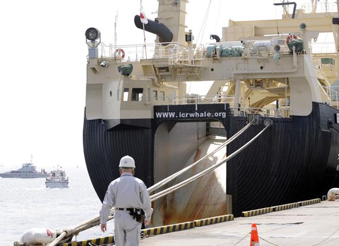 Japonya&#039;dan Balina Avına Devam