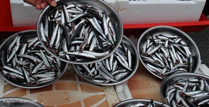 Türk tekneleri tarafından avlanan Gürcü hamsisi tezgahlarda