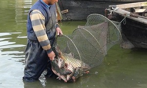 Manyas Gölü Balık Kaynıyor