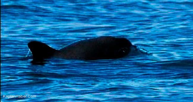 'Soyu tükendi' derken görüldü