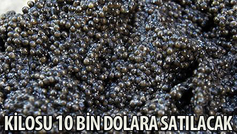 Bu balıklar altın yumurtlayacak