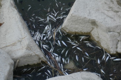 Ceyhan Nehri'nde Toplu Balık Ölümleri