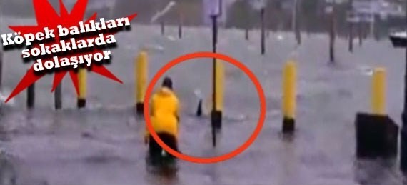 Amerika&#039;dan Dehşet Verici Görüntüler