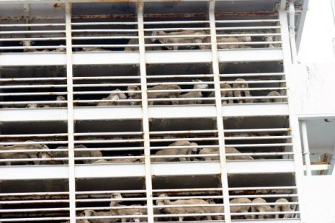 Tekirdağ'a 73500 Koyun Getiren Gemi Yandı