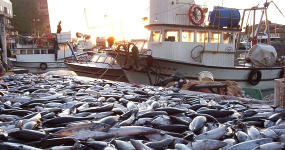 Ağlar denize atıldı yüzler güldü