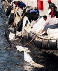 Sarı Deniz de petrole bulandı