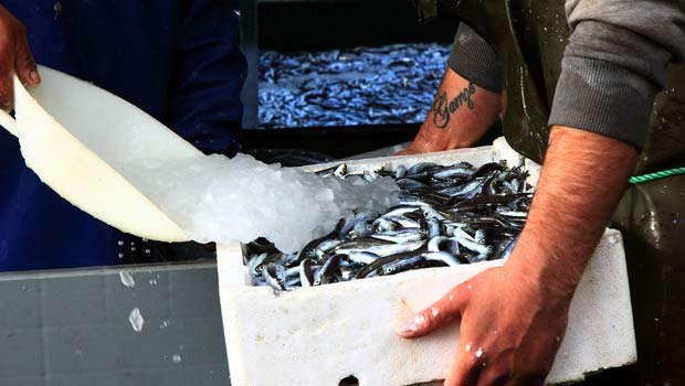 Tek Seferde Tonlarca Hamsi Avladılar