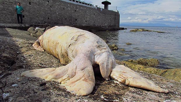 Kuşadası&#039;nda Ölü Akdeniz Foku Bulundu