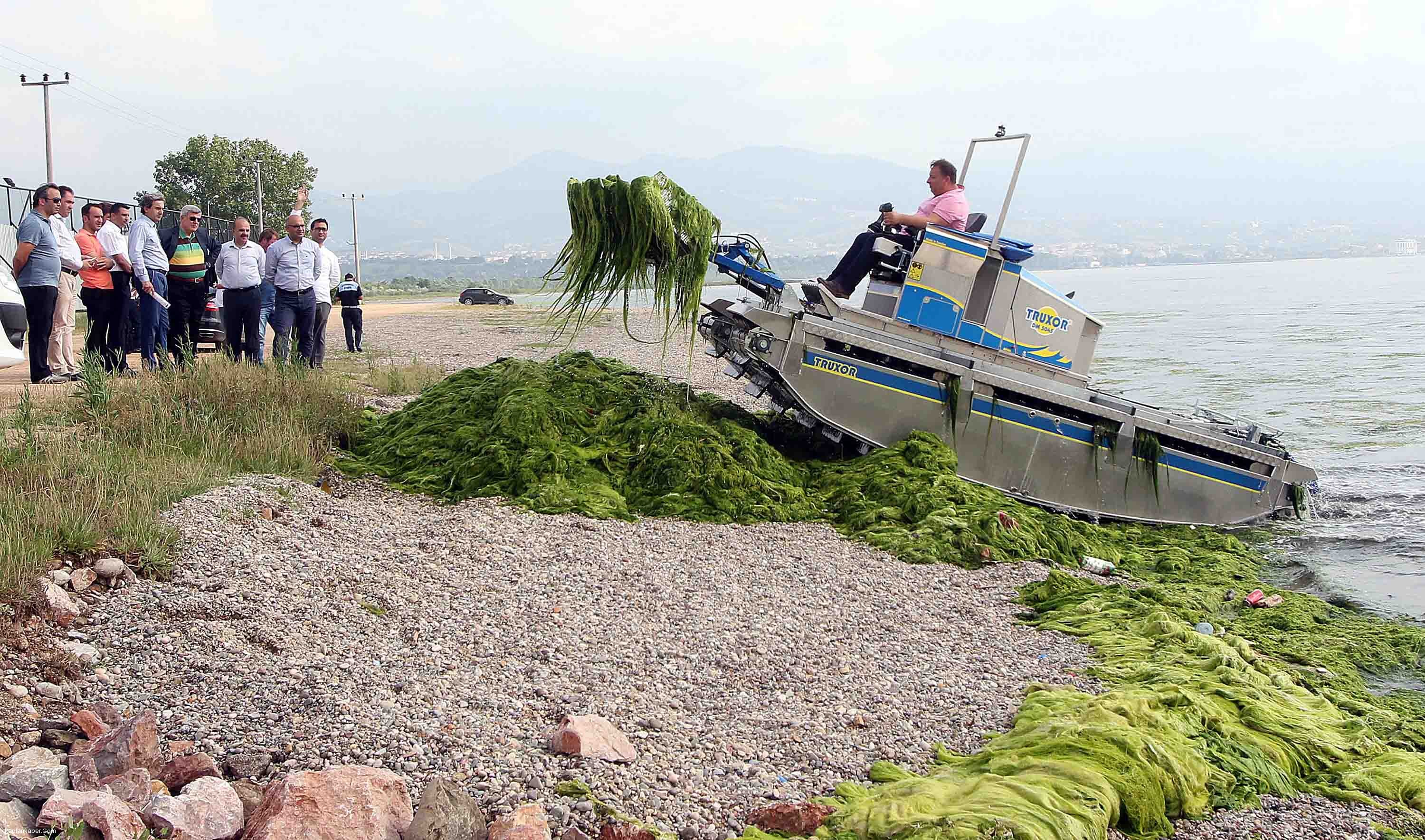 Deniz üzerinde biriken yosunlar temizlenecek