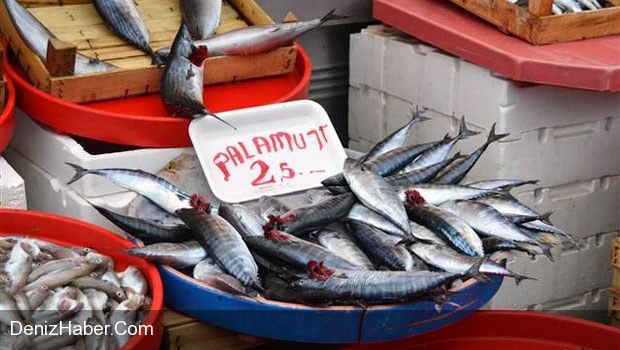 Karadeniz&#039;de Bolca Avlanmaya Başlandı
