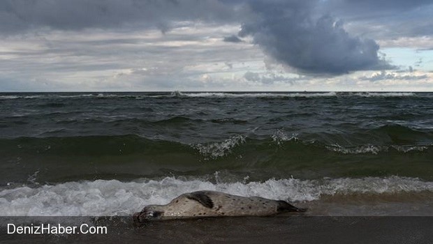Grip Fok Balıklarını Öldürdü