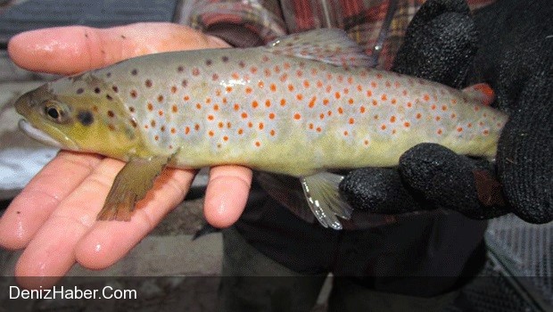 Danimarka&#039;nın Şikayeti İle Gelen Sonuç