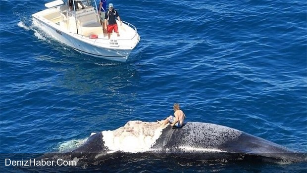 Balinanın Üzerinde Etrafını Köpekbalıkları Sardı