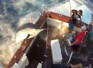 270 Kiloluk Dev Balık Tekneye Atladı!