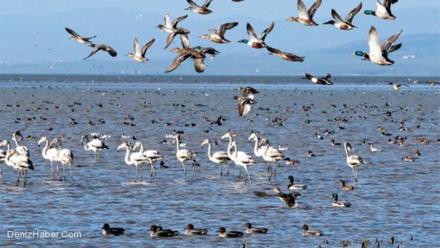 İlk Karabataklar Dünyaya Geldi