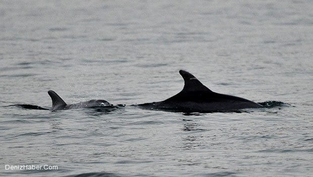 “Unutmayın, onlar varsa balık da var demektir.”