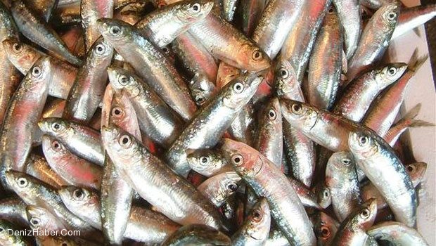 Su ürünleri destekleri için son tarih belli oldu