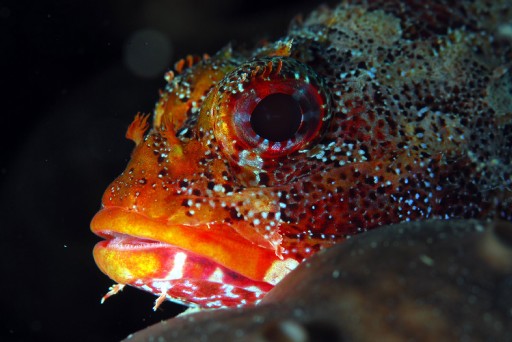 Basınç Odası Ayıbı Meclis Gündeminde