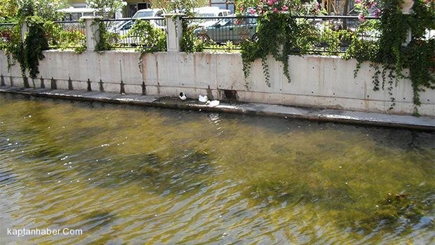 Azmak Deresi’nde görülen toplu balık ölümleri endişe yarattı