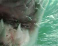 Dalgıç Köpek Balığına Yem Olacaktı