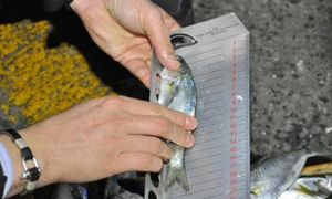 Ekip Baskın Yaptı! Kasalara El Konuldu!