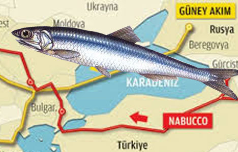 Rus Gazından Hamsiye Tehdit