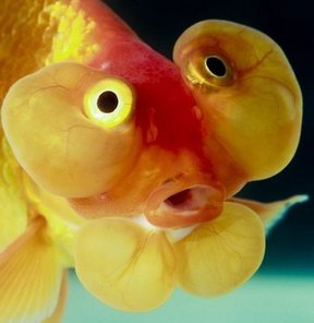 Şaşırmayın! Balığı Süte Dönüştürüyorlar!