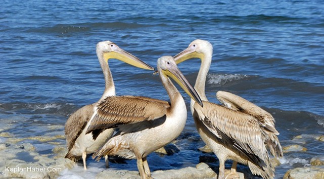 Tedavi edilen pelikanlar Burdur Gölü&#039;ne salındı