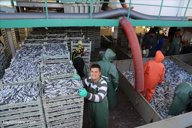 Balıkçılar İnebolu Limanına tonlarca hamsiyle döndü