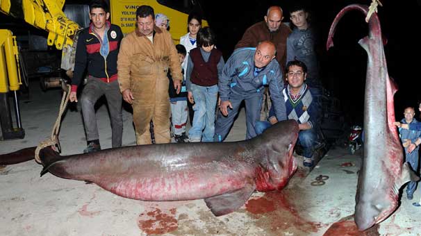 Balıkçı Ağına 4 Metrelik Köpekbalığı Takıldı