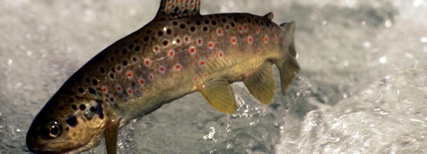 2023 Hedefi 50 Milyon Balık