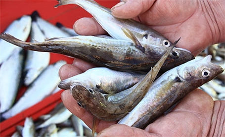 Hamsinin Yerini İstavrit ve Mezgit Aldı