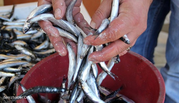 Gürcü hamsisi beklentileri karşılayamadı