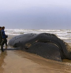 74 pilot balina kıyıya vurdu